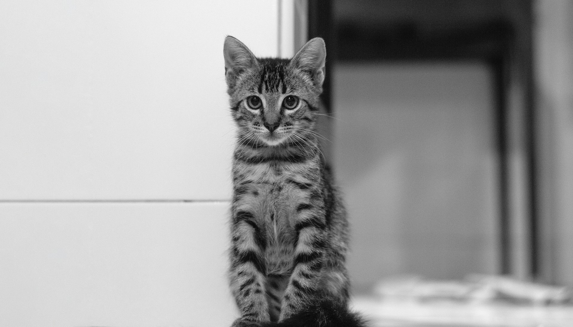 gray and black coated cat