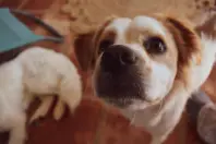 FindMyLostPet